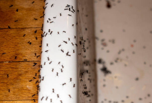 Best Pest Control for Businesses  in Gages Lake, IL